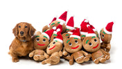 Gingerbread Boy Toy For Dogs