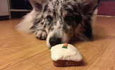 dog backed carrot treat