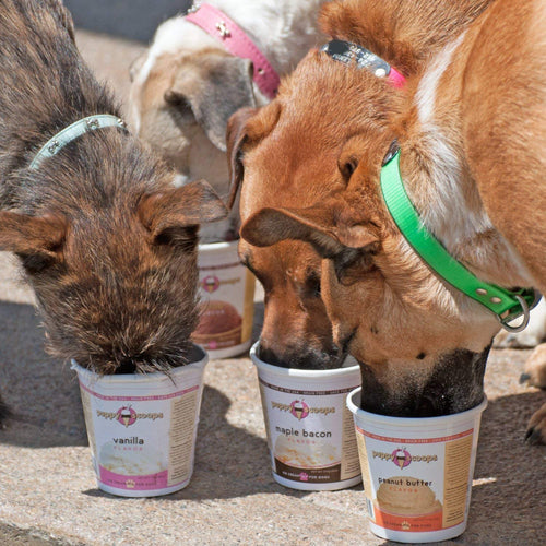 {"alt"=>"Ice Cream for Dogs - Maple Bacon"}