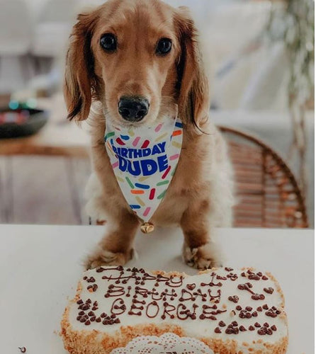 {"alt"=>"Birthday Bandanas For Dogs"}