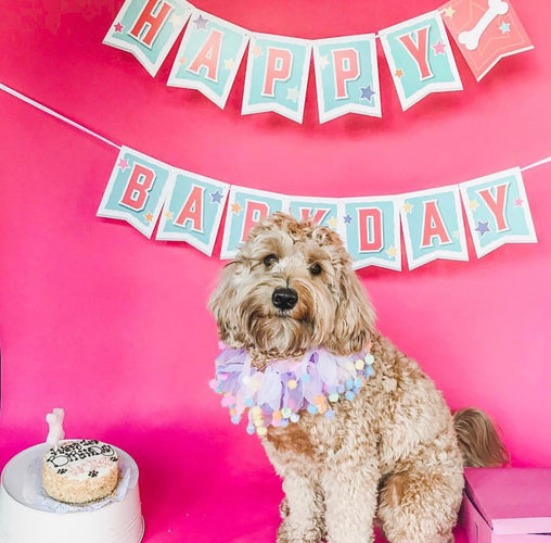 {"alt"=>"Dog Birthday Banner"}