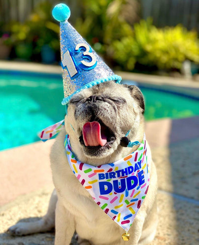 {"alt"=>"Birthday Party Hat For Dogs"}