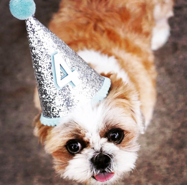 Birthday Party Hat For Dogs The Dog Bakery