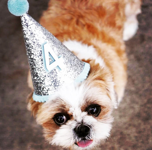 {"alt"=>"Birthday Party Hat For Dogs"}