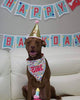Birthday Bandanas For Dogs