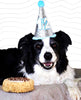 Birthday Party Hat For Dogs