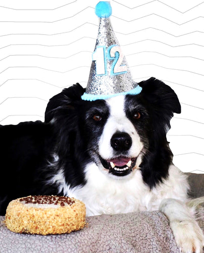 {"alt"=>"Birthday Party Hat For Dogs"}