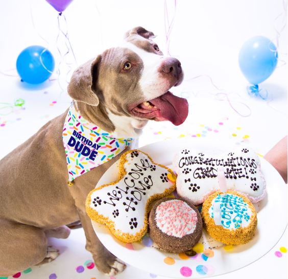 Birthday Bandanas For Dogs