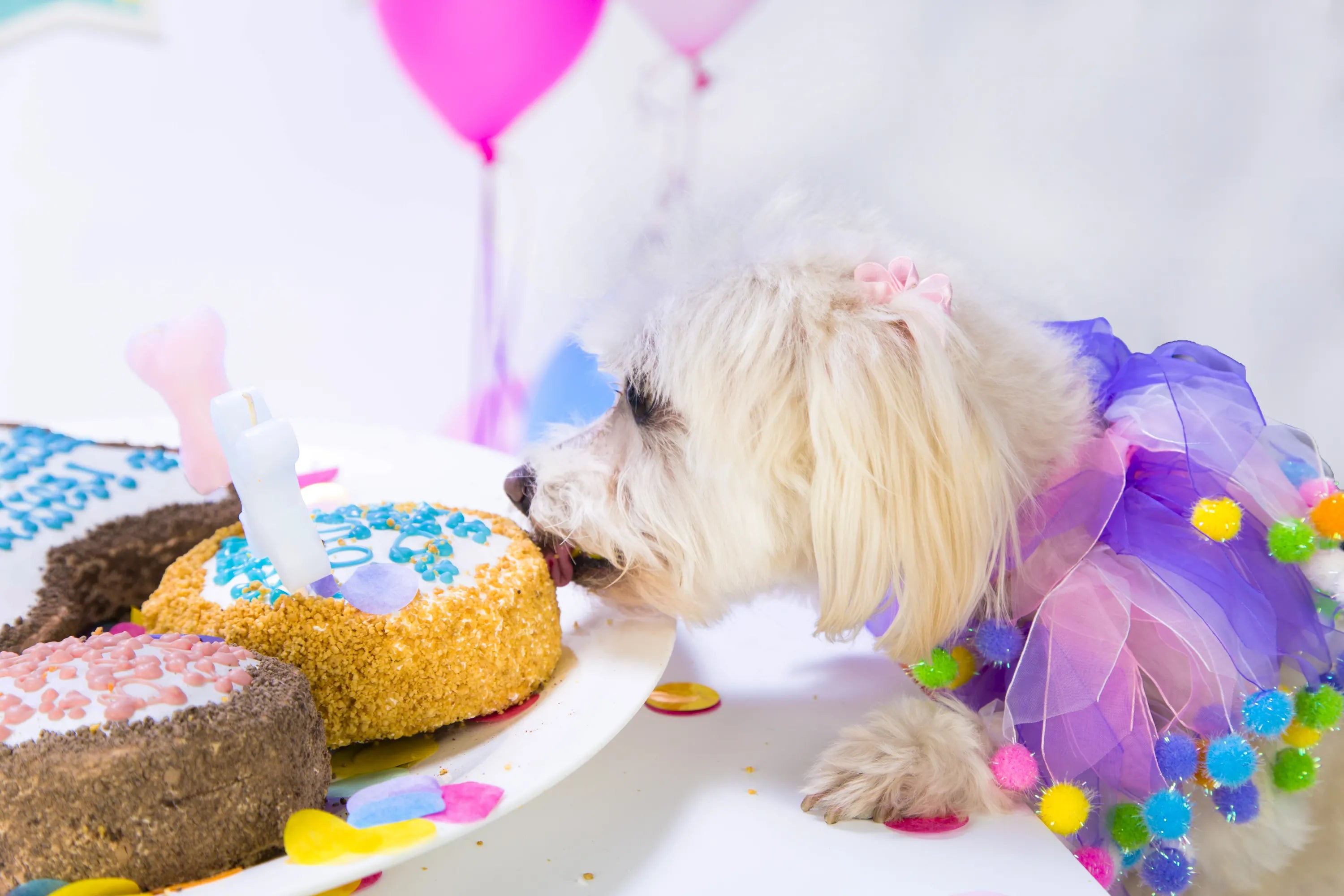 Dog Birthday Cake Puppy Cake Dog Cookies The Dog Bakery